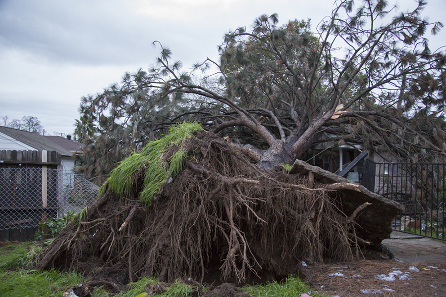 uprooted tree